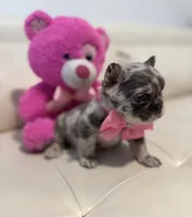 Chanel, a female French Bulldog for sale in Fort Lauderdale, FL – 2 of 7