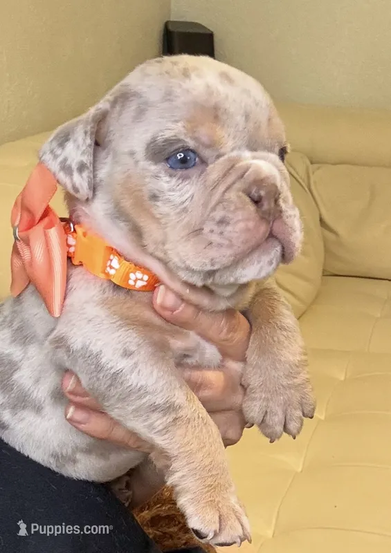 Rey – English Bulldog puppy for sale in Fort Lauderdale, FL