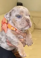Rey, a male English Bulldog for sale in Fort Lauderdale, FL – 1 of 8