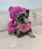 Chanel, a female French Bulldog for sale in Fort Lauderdale, FL – 5 of 7