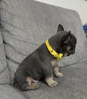 Laly, a female French Bulldog for sale in Fort Lauderdale, FL – 3 of 6