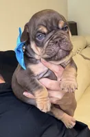 Choco, a male English Bulldog for sale in Fort Lauderdale, FL – 5 of 7