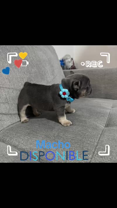 Lucky, a male French Bulldog for sale in Fort Lauderdale, FL – 4 of 4