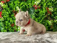 Mateo, a male French Bulldog for sale in Fort Lauderdale, FL – Photo 5 of 5