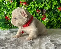 Mateo, a male French Bulldog for sale in Fort Lauderdale, FL – Photo 2 of 5
