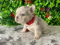 Mateo, a male French Bulldog for sale in Fort Lauderdale, FL – Photo 4 of 5