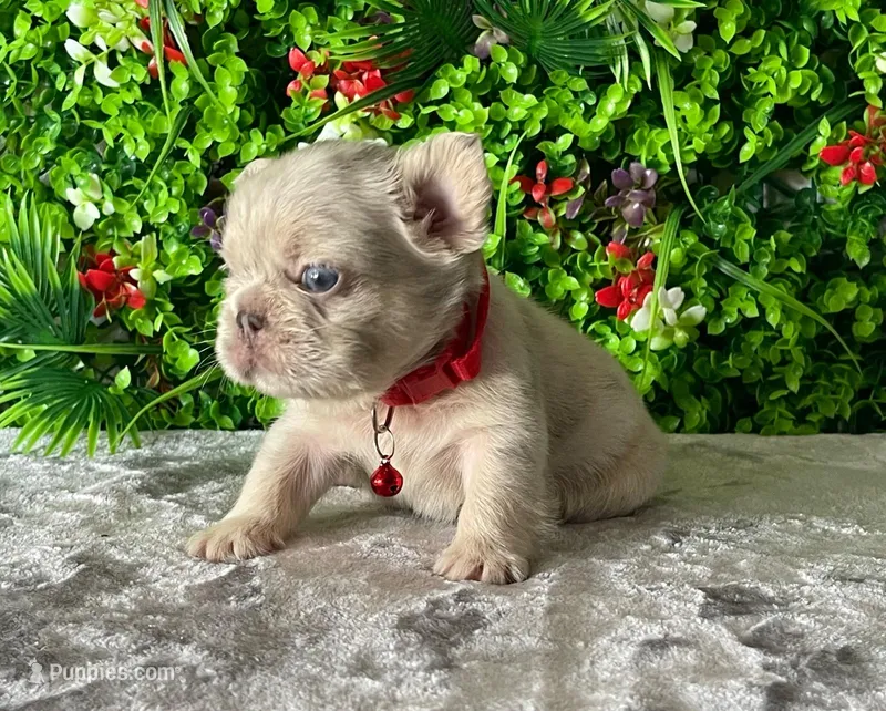 Mateo – French Bulldog puppy for sale in Fort Lauderdale, FL