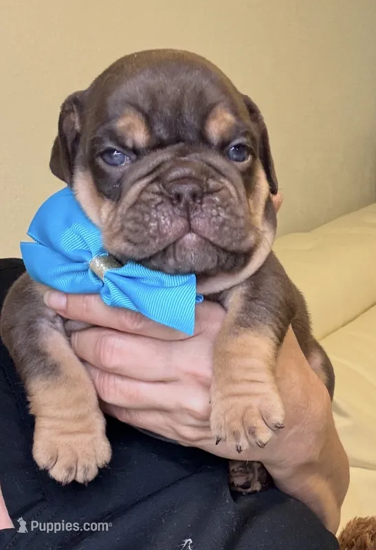 Choco – English Bulldog, French Bulldog puppy for sale in Fort Lauderdale, FL