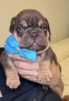 Choco, a male English Bulldog for sale in Fort Lauderdale, FL – 3 of 7