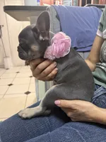 Laly, a female French Bulldog for sale in Fort Lauderdale, FL – 6 of 6