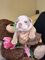 Max, a male English Bulldog for sale in Fort Lauderdale, FL – 4 of 7