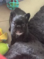 Chiky, a male French Bulldog for sale in Fort Lauderdale, FL – 5 of 6