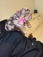 Shely, a female English Bulldog for sale in Fort Lauderdale, FL – 2 of 7