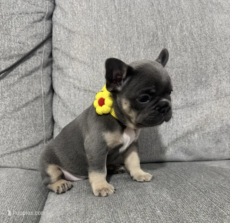 Laly – French Bulldog puppy for sale in Fort Lauderdale, FL