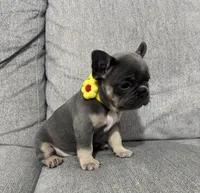 Laly, a female French Bulldog for sale in Fort Lauderdale, FL – 1 of 4
