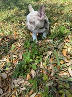 Dany, a male French Bulldog for sale in Fort Lauderdale, FL – Photo 6 of 6