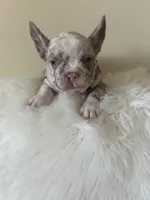 Dany, a male French Bulldog for sale in Fort Lauderdale, FL – Photo 3 of 6