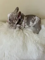 Dany, a male French Bulldog for sale in Fort Lauderdale, FL – Photo 5 of 6