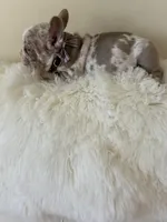 Dany, a male French Bulldog for sale in Fort Lauderdale, FL – Photo 4 of 6