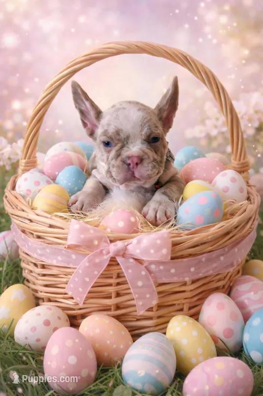 Dany – French Bulldog puppy for sale in Fort Lauderdale, FL