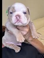 Max, a male English Bulldog for sale in Fort Lauderdale, FL – 3 of 7