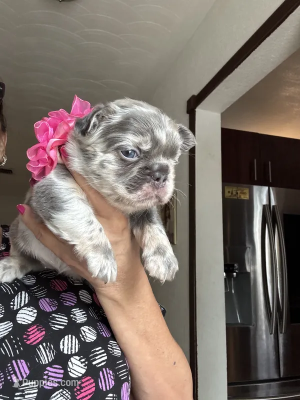 Chanel – French Bulldog puppy for sale in Fort Lauderdale, FL