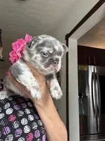 Chanel, a female French Bulldog for sale in Fort Lauderdale, FL – 1 of 7