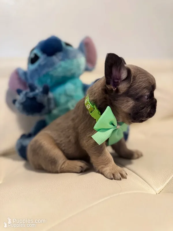 Charly – French Bulldog puppy for sale in Fort Lauderdale, FL