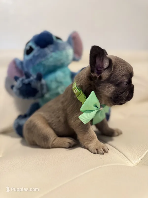 Charly – French Bulldog puppy for sale in Fort Lauderdale, FL