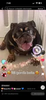Choco, a male English Bulldog for sale in Fort Lauderdale, FL – 7 of 7