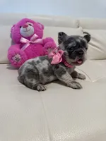 Chanel, a female French Bulldog for sale in Fort Lauderdale, FL – 3 of 7
