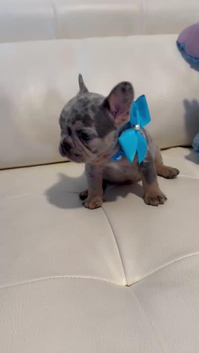 Polo, a male French Bulldog for sale in Fort Lauderdale, FL – 7 of 7