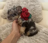 Zeus, a male French Bulldog for sale in Fort Lauderdale, FL – Photo 5 of 9