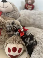 Zeus, a male French Bulldog for sale in Fort Lauderdale, FL – Photo 4 of 9