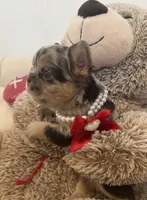 Zeus, a male French Bulldog for sale in Fort Lauderdale, FL – Photo 1 of 9