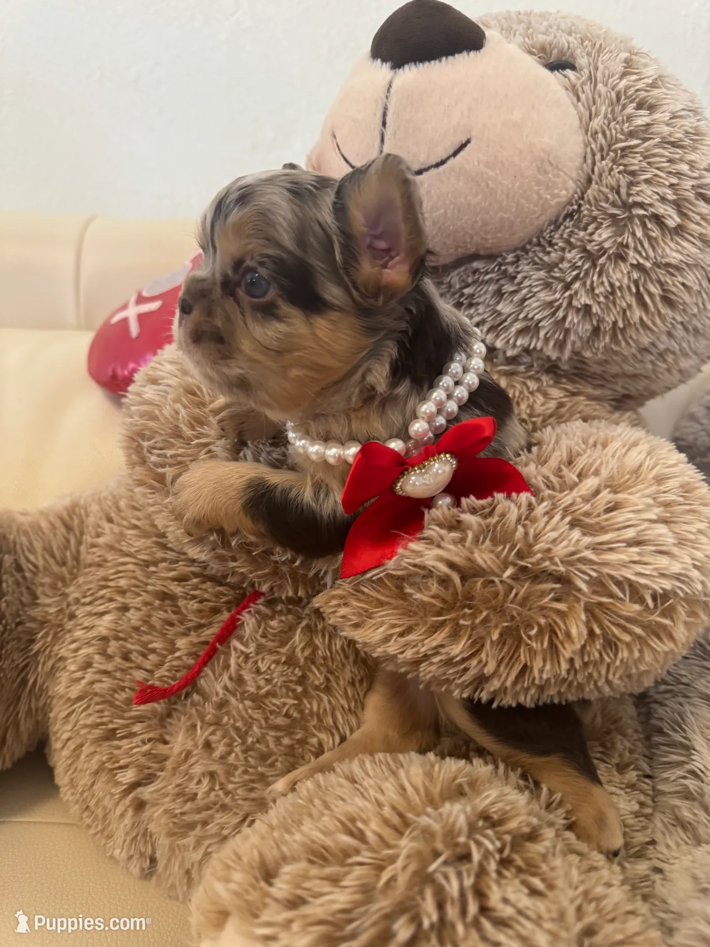 Zeus, a male French Bulldog for sale in Fort Lauderdale, FL – Photo 6 of 9