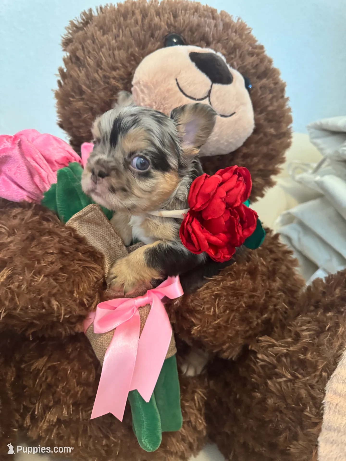 Zeus, a male French Bulldog for sale in Fort Lauderdale, FL – Photo 3 of 9