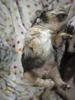 Zeus, a male French Bulldog for sale in Fort Lauderdale, FL – Photo 9 of 9