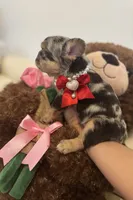 Zeus, a male French Bulldog for sale in Fort Lauderdale, FL – Photo 8 of 9