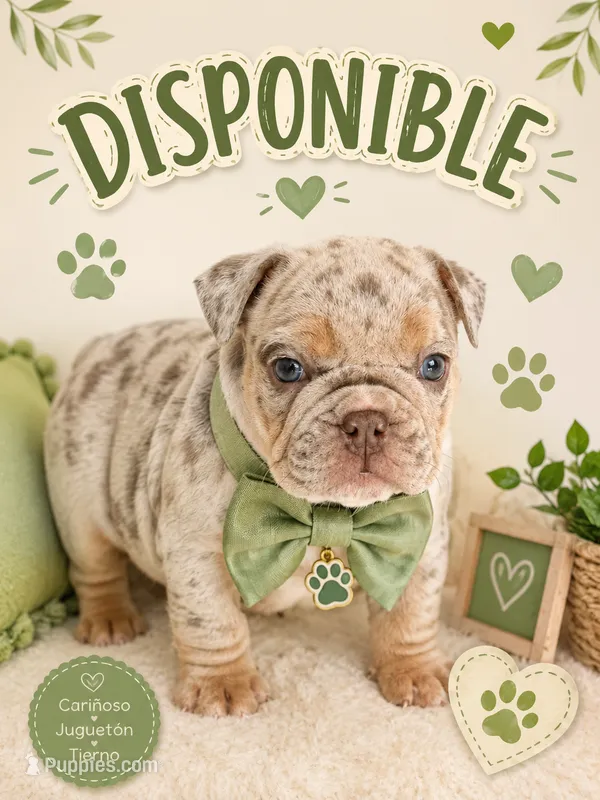 Rey – English Bulldog puppy on hold in Fort Lauderdale, FL