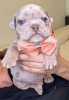 Rey, a male English Bulldog for sale in Fort Lauderdale, FL – 2 of 8