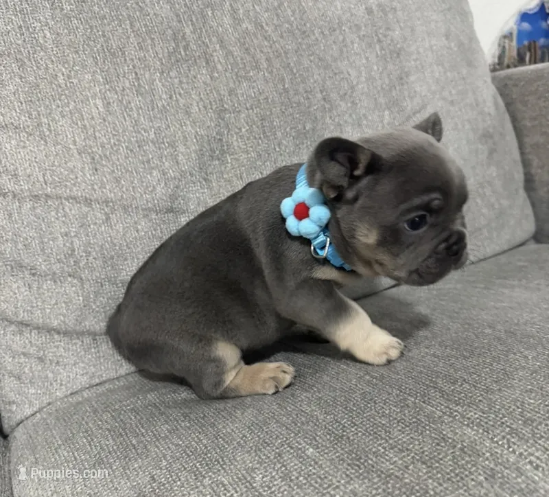 Lucky – French Bulldog puppy for sale in Fort Lauderdale, FL