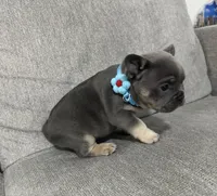 Lucky, a male French Bulldog for sale in Fort Lauderdale, FL – 1 of 4