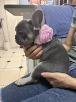 Laly, a female French Bulldog for sale in Fort Lauderdale, FL – 4 of 6