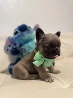 Charly, a male French Bulldog for sale in Fort Lauderdale, FL – 3 of 6