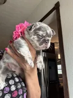 Chanel, a female French Bulldog for sale in Fort Lauderdale, FL – 7 of 7
