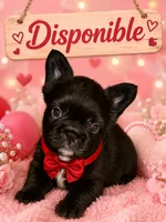 Chiky, a male French Bulldog for sale in Fort Lauderdale, FL – 1 of 6