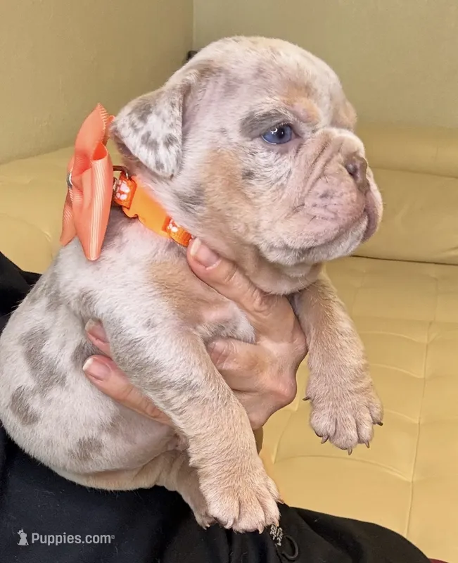 Rey – English Bulldog puppy for sale in Fort Lauderdale, FL