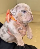 Rey, a male English Bulldog for sale in Fort Lauderdale, FL – 4 of 8