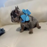 Polo, a male French Bulldog for sale in Fort Lauderdale, FL – 2 of 7